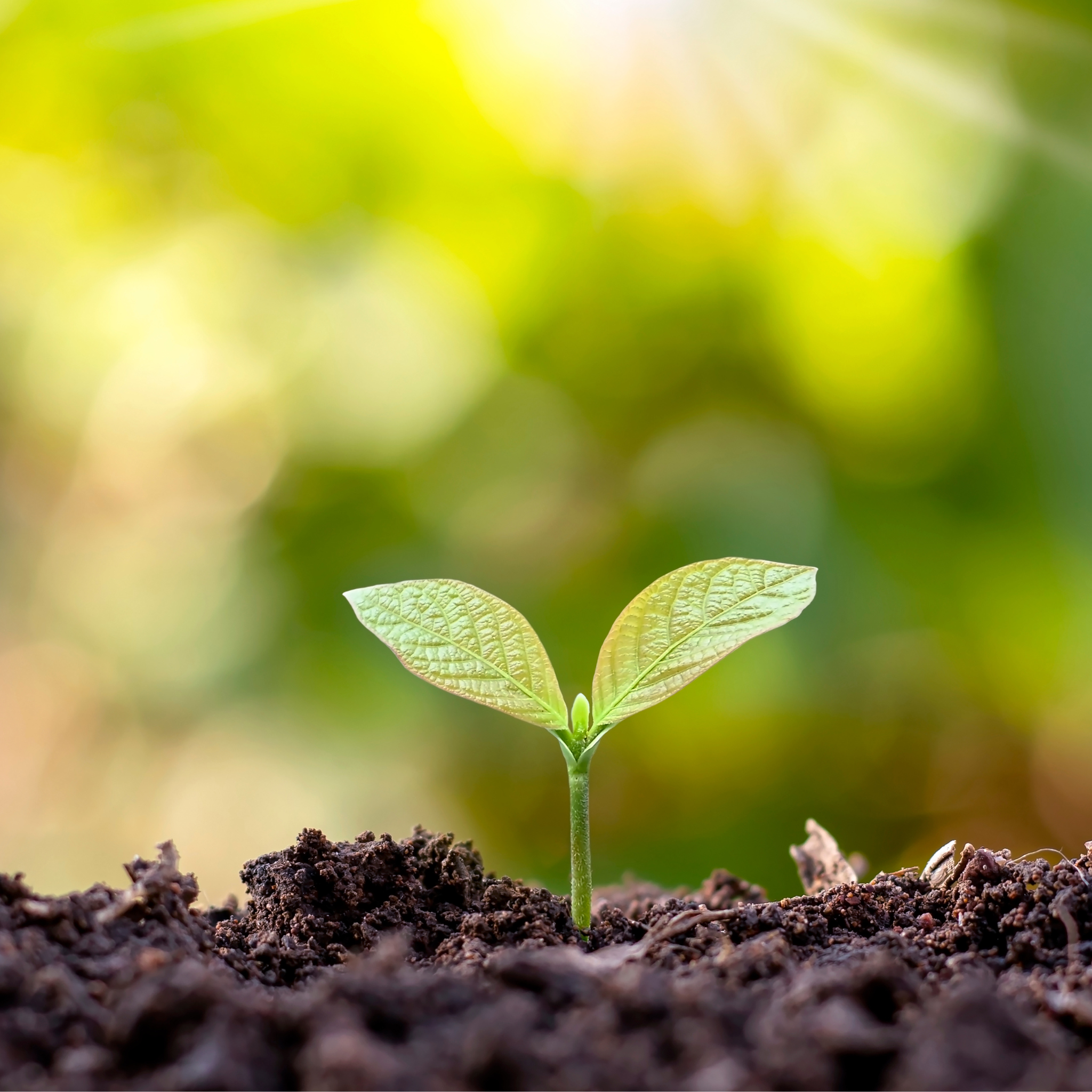 Regalos promocionales sostenibles con impacto ambiental y social positivo para empresas