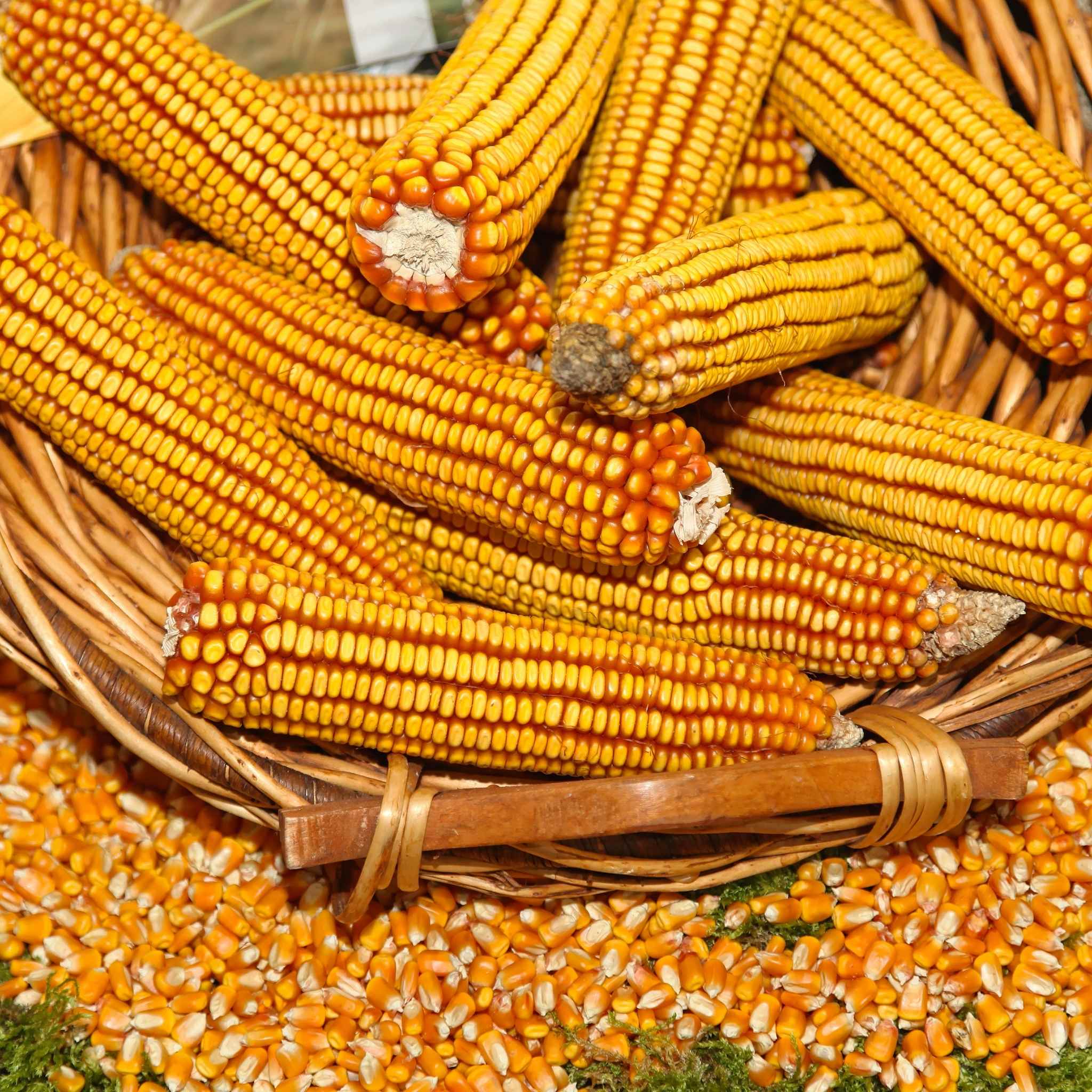 Artículos promocionales fabricados con PLA de maíz, un bioplástico de origen vegetal para empresas sostenibles