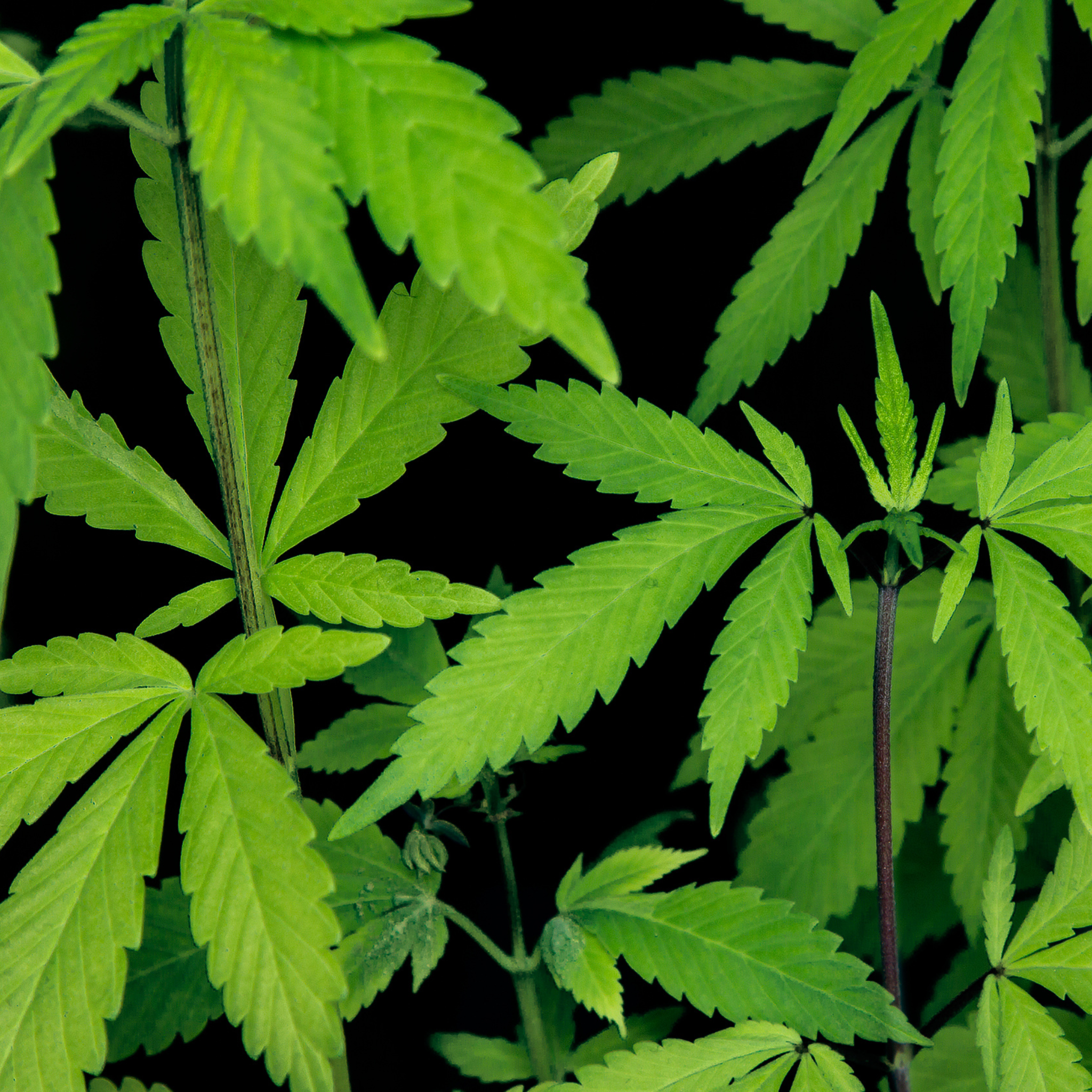 Artículos promocionales fabricados con cáñamo como alternativa sostenible para empresas