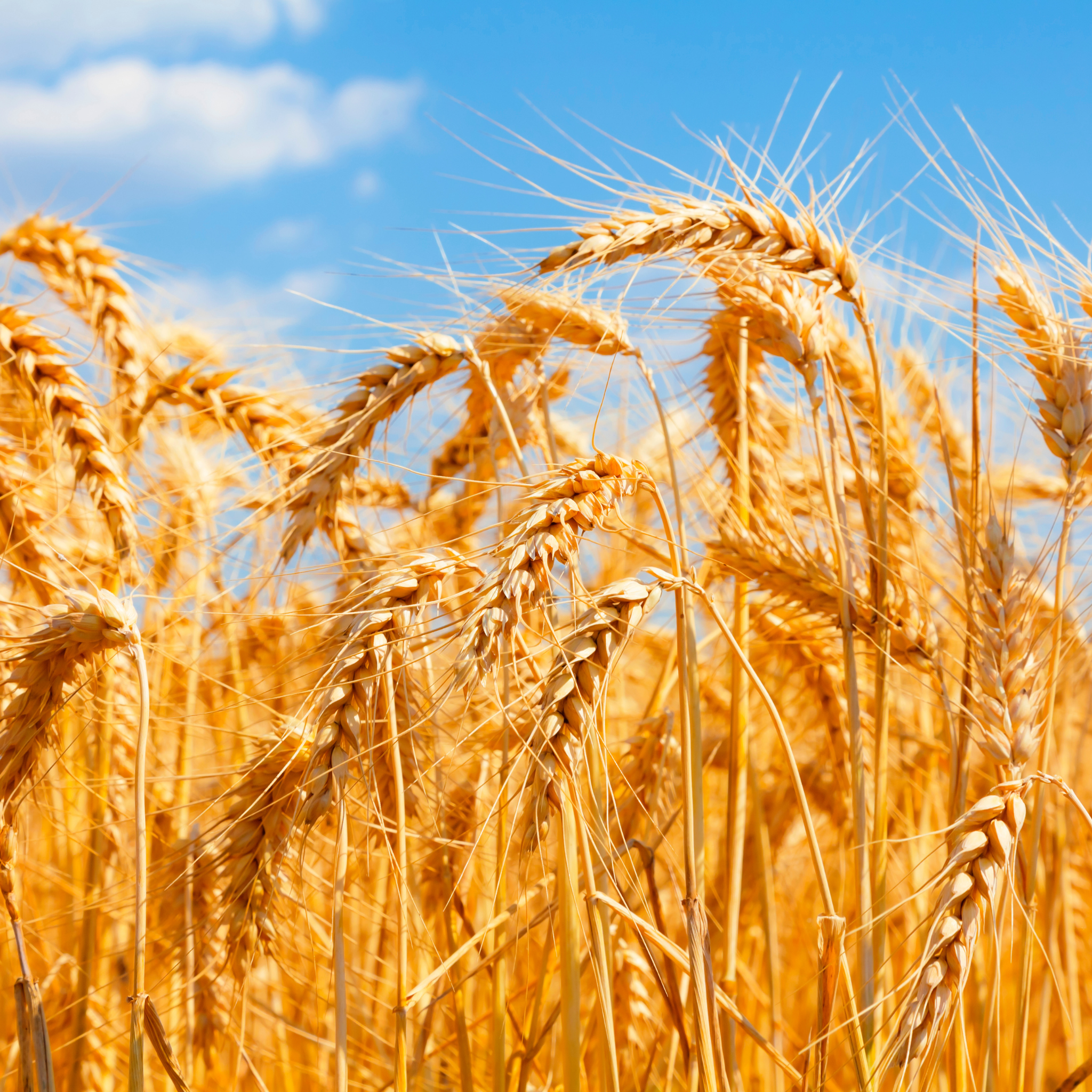 Merchandising sostenible fabricado con paja de trigo para uso corporativo responsable