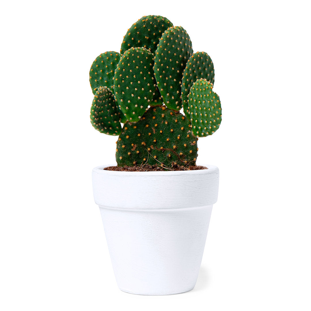 Maceta con Macetero de Terracota para Publicidad con Semillas de Cactus y Sustrato de Crecimiento Especial Oficina Konte