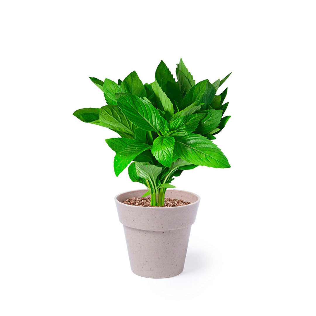 FirstGreen Eco Merchandising Ecologico y Regalo de Empresa Personalizado